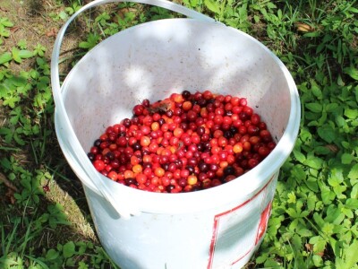 Sjeme divljih trešanja Sjeme divljih trešanja