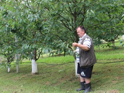 Sjeme divljih trešanja Sjeme divljih trešanja