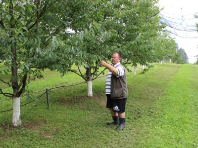 Sjeme divljih trešanja Sjeme divljih trešanja