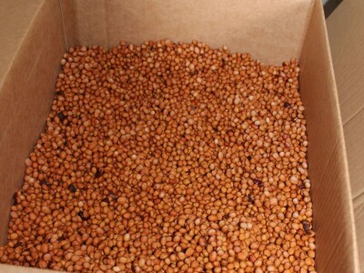 Sjeme divljih trešanja Sjeme divljih trešanja