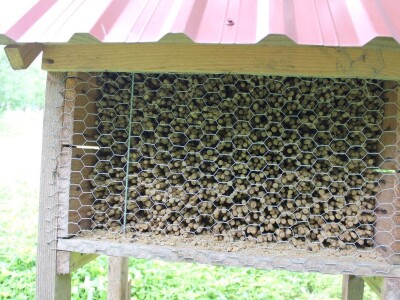 Sjeme divljih trešanja Sjeme divljih trešanja