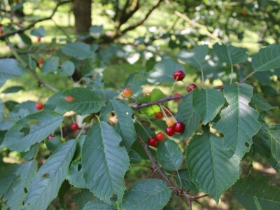 Sjeme divljih trešanja Sjeme divljih trešanja