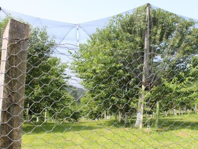 Sjeme divljih trešanja Sjeme divljih trešanja