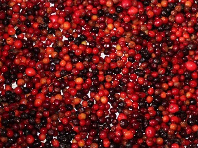 Sjeme divljih trešanja Sjeme divljih trešanja