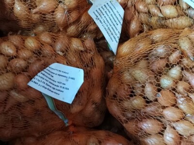 Sjemenski luk, arpadžik Sjemenski luk, arpadžik