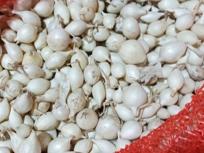 Sjemenski luk, arpadžik Sjemenski luk, arpadžik