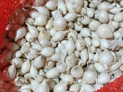 Sjemenski luk, arpadžik Sjemenski luk, arpadžik