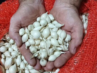 Sjemenski luk, arpadžik Sjemenski luk, arpadžik