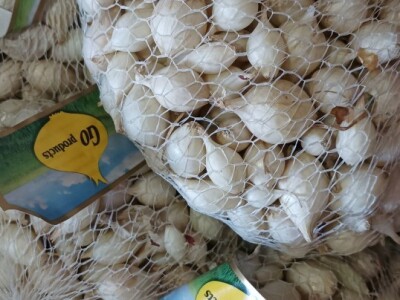 Sjemenski luk, arpadžik Sjemenski luk, arpadžik