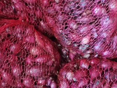 Sjemenski luk, arpadžik Sjemenski luk, arpadžik