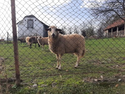 Sjenička ovca najbrojnija u Srbiji