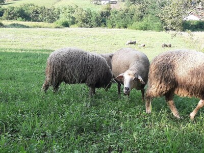 Sjenička ovca najbrojnija u Srbiji