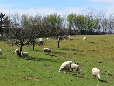 Sjenička ovca najbrojnija u Srbiji