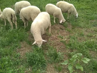 Sjenička ovca najbrojnija u Srbiji