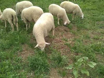 Sjenička ovca najbrojnija u Srbiji