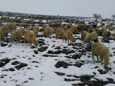 Sjenička ovca odlicno podnosi oštre i duge zime