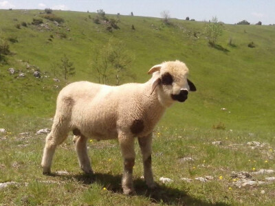 Sjeničko jagnje je najtraženije