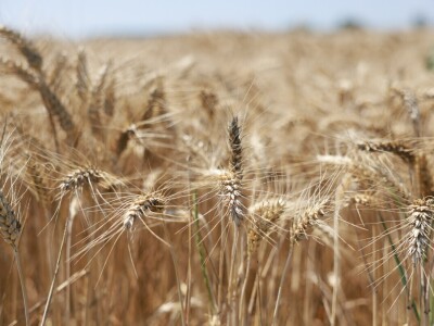 Sjetva dronovima u Strizivojni