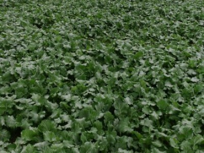 Marijan Krmpotić zadovoljan uljanom repicom