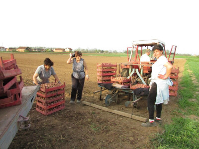 sjetva krompira u Mašićima