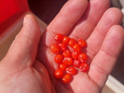 Sjetva kukuruza u Gornjoj Slatini