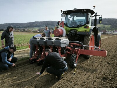 Sjetva luka OPG Branko Pilaš iz Viškovaca kod Požege