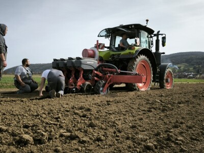 Sjetva luka OPG Branko Pilaš iz Viškovaca kod Požege