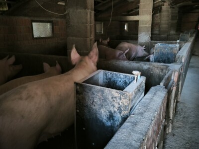 Sjetva luka OPG Branko Pilaš iz Viškovaca kod Požege