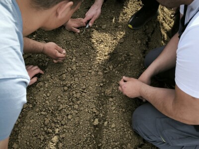 Sjetva luka OPG Branko Pilaš iz Viškovaca kod Požege