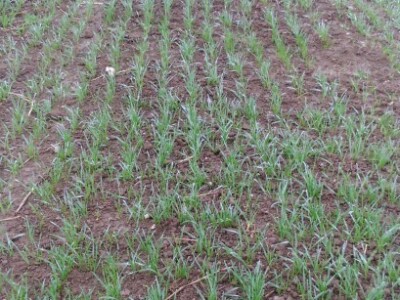 Pšenica dobro napreduje