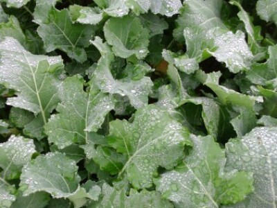 Uljana repica bujna ulazi u zimu