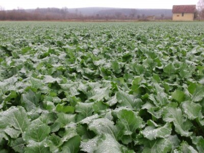 Niske temperature bez snijega mogle bi oštetiti uljanu repicu