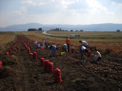 Skladištenje konzumnog krompira