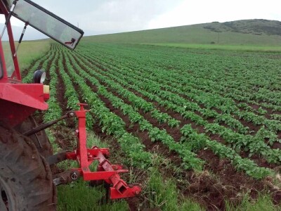 Skladištenje konzumnog krompira