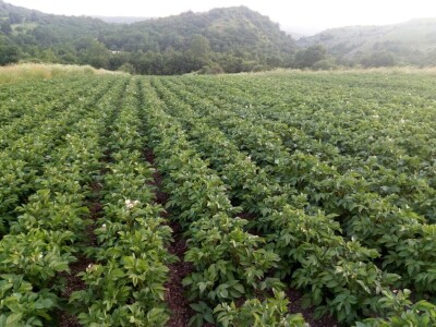 Skladištenje konzumnog krompira