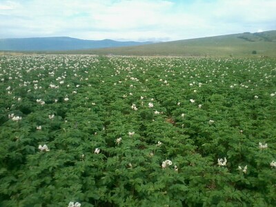 Skladištenje konzumnog krompira