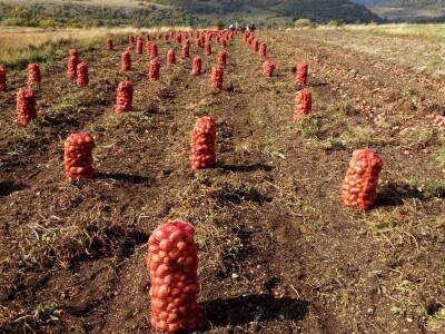 Skladištenje konzumnog krompira