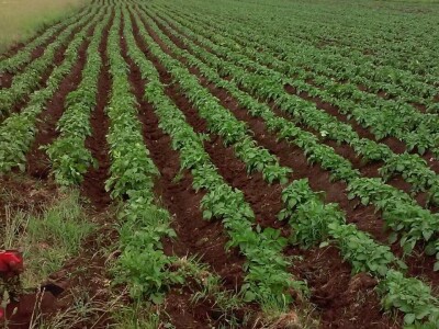 Skladištenje konzumnog krompira