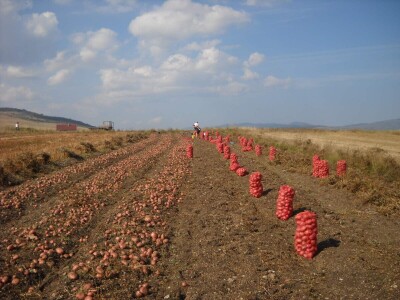 Skladištenje konzumnog krompira