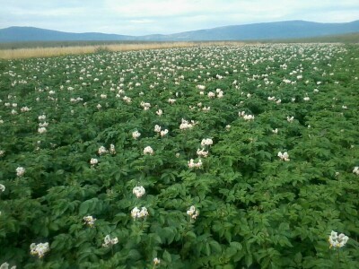 Skladištenje konzumnog krompira