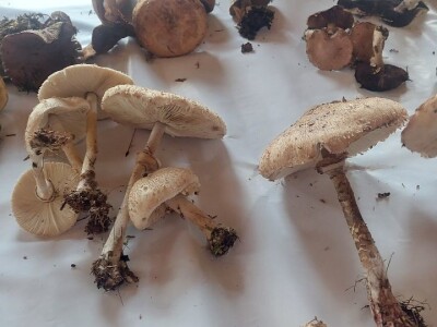 Škola gljivarstva u Peckoj