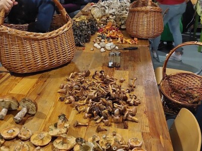 Škola gljivarstva u Peckoj