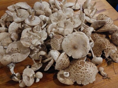 Škola gljivarstva u Peckoj