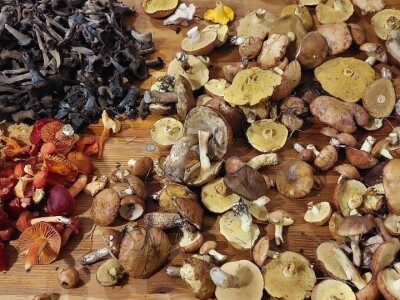 Škola gljivarstva u Peckoj