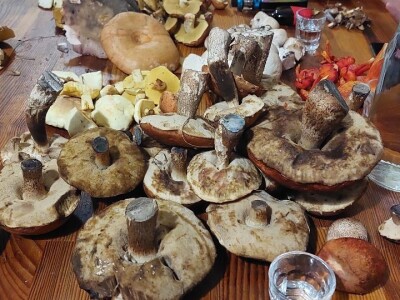 Škola gljivarstva u Peckoj