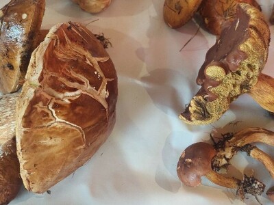 Škola gljivarstva u Peckoj