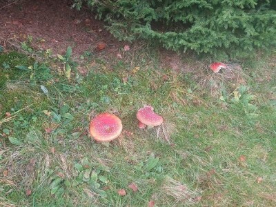 Škola gljivarstva u Peckoj