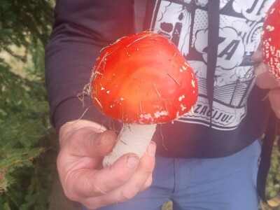 Škola gljivarstva u Peckoj