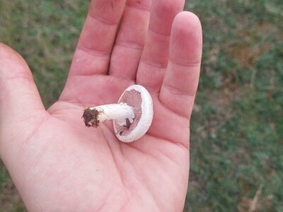 Škola gljivarstva u Peckoj