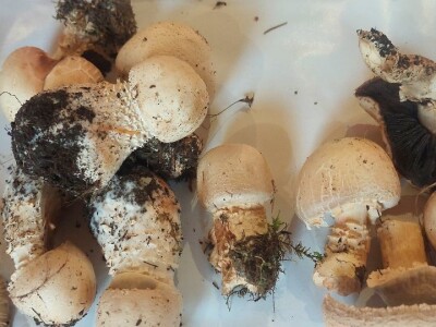 Škola gljivarstva u Peckoj